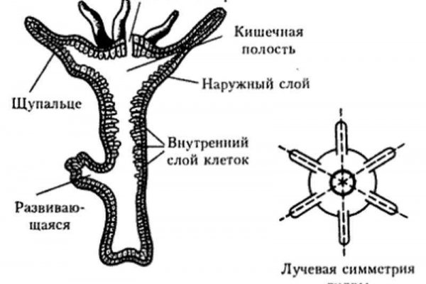 Кракен ворует аккаунты