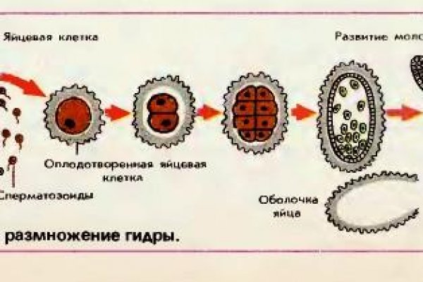 Кракен бошки